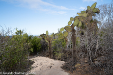 Galapagos-Pflanzen10.jpg